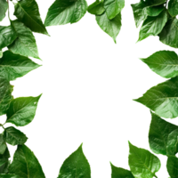 Spring leaf border frame isolated on a transparent background for naturethemed designs, spring leaf frame border isolated on transparent background png