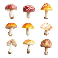 A variety of mushrooms displayed on a transparent background showcasing diverse colors and shapes, Multiple mushrooms isolated on transparent background png