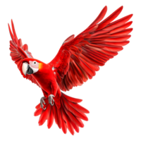 Vibrant Red Macaw Flying with Elegance and Graceful Wings png