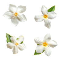 Top view of single star jasmine flowers with delicate petals and vibrant yellow centers arranged on a clean transparent background, Single star jasmine flower top view isolated on transparent png