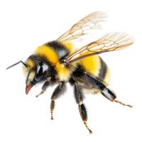 A stunning macro shot of a bumblebee in flight against a transparent background, a stunning bumblebee flying macro shot isolated on transparent background png