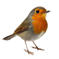 A vibrant robin stands gracefully against a transparent background, showcasing its rich colors and intricate details, robin on transparent background png