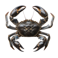 Serra ted mud crab displayed on a clean transparent background, showcasing its unique features and natural colors, serra ted mud crab on transparent background png