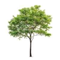 A single lush green tree stands out against a transparent background, showcasing vibrant leaves and natural beauty, Tree on transparent background, real tree green leaf isolate die cut file png