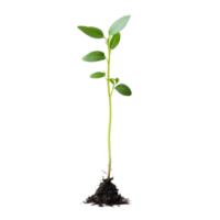 Green plant sprout growing from soil on a transparent background in a natural setting, green plant sprout isolated on transparent background or transparent backgroud png