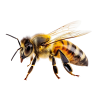 A honey bee walks gracefully on a clean transparent background in a closeup view showcasing its intricate features, honey bee walking isolated on transparent backgroundcutout png
