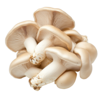 Oyster mushroom cluster featuring creamy caps and delicate gills on a transparent background, Oyster Mushroom Cluster on transparent background png