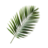 Lush green palm tree leaf displayed on a simple transparent background for a clean and natural aesthetic, palm tree leaf on transparent backgroundfile png