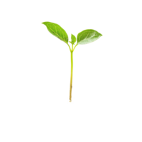 A young sprout seedling emerging from dark, rich soil in a bright, isolated setting showcasing new growth, young spout seedling growing out of soilisolated on transparent background png
