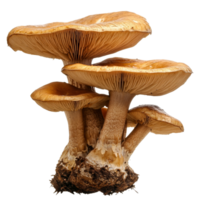 Mushrooms growing on a transparent background showcasing their unique shapes and textures in natural light, Mushrooms on transparent background png