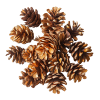 Dried coniferous pine cones displayed on a transparent background, showcasing their natural textures and colors, dried pine cones coniferous on transparent backgroundfile png