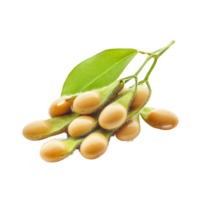 Fresh soybean pods with leaves isolated on a transparent background showcasing their natural color and texture, Soybean isolated on transparent background png