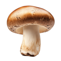 Fresh champignon mushroom isolated against a clean transparent background showcasing its natural color and texture, Champignon Mushroom isolated on transparent background png