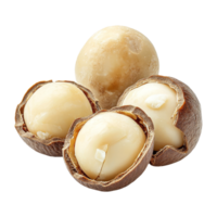 Freshly harvested macadamia nuts arranged on a clean transparent background showcasing their unique textures and colors, fresh macadamia nut on transparent background png