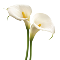 Delicate calla lily flowers beautifully arranged on a transparent background showcasing their elegance and simplicity, calla lilly flowers isolated on transparent background png