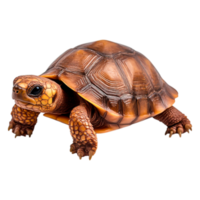 Detailed closeup of a Beautifully Textured Turtle Shell png