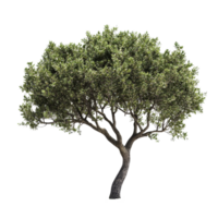 An isolated green tree with lush leaves against a transparent background highlighting its graceful shape and form, tree isolated png