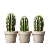 Mini cacti displayed in simple pots isolated on a bright transparent background for home decor inspiration, of 3 mini cactus on pot isolated on transparent background png