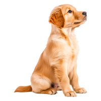Playful Golden Retriever Puppy Sitting with Alert Expression png