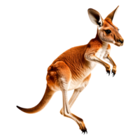 Agile Kangaroo Leaping in a Dynamic and Natural Environment png