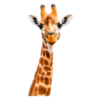closeup of a Playful Giraffe with Bright Eyes and Unique Patterns png