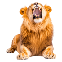 Captivating Lion Roaring With Majestic Mane in Natural Setting png