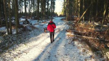 Person Walking Dog on Snow Dusted Path in Dense Forest video