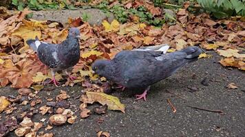 Feed the birds. Pigeons eat fallen broken and crushed walnuts on the asphalt video