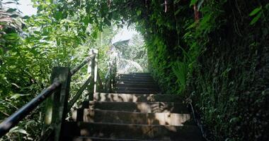 Descending a ladder in a tropical forest. First person view video
