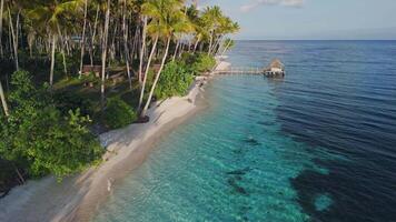 Paradise beach with quiet blue ocean and coconut palm trees on beach, drone view video