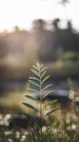 A plant in the foreground with the sun in the background photo