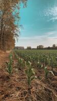 Corn field with trees and sky photo