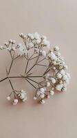 Gypsophila branch on a pln beige background copy space photo