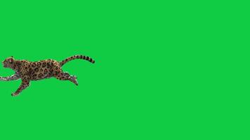 Jaguar, leopard running 3d render animation isolated on green screen background video