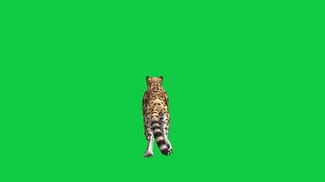Jaguar, leopard run back view 3d render animation isolated on green screen background video