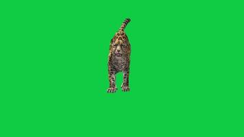 Jaguar, leopard run front view 3d render animation isolated on green screen background video