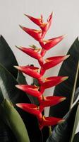 A red flower with green leaves is in the middle of a plant photo