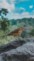 A bird with a fish in its mouth photo