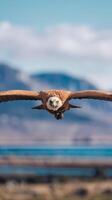 A large bird flying over a field with mountains in the background photo