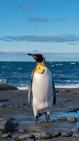 King penguin standing on rocks near the ocean photo
