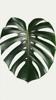 A large green monstera leaf is shown on a white background photo