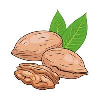 pecan nuts. hand drawn colored illustration vector