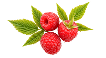 raspberry fruit set . raspberry fruit isolated top view. Fresh raspberries with green leaves isolated, juicy red berries perfect for organic food, healthy eating, and fruit branding png