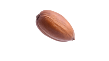 Detailed close up studio shot displaying a single isolated nutmeg whole seed png