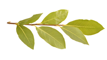 Aromatic Bay Leaves Isolated for Culinary Use and Flavor Enhancement on Transparent png