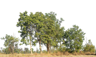 Green tees on transparent background.Forest and foliage in summer for both printing and web pages path and alpha channel. png