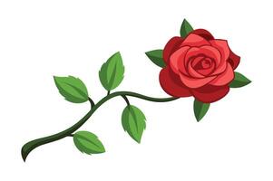 red rose with leaves illustration design with white background vector
