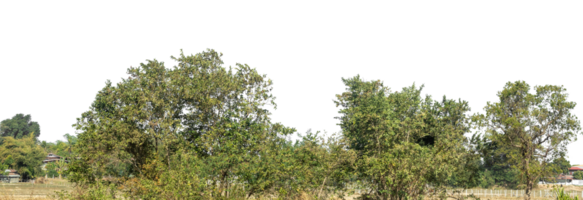 Green Trees on transparent background. are Forest and foliage in summer for both printing, high resolution. png