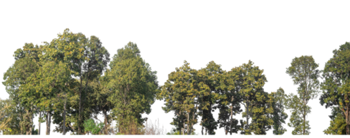 Green Trees on transparent background. Forest and foliage in summer for both printing and web pages with cut path and alpha channel, high resolution. png