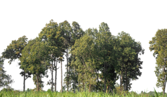 Green Trees on transparent background. are Forest and foliage in summer for both printing and web pages with cut path and alpha channel, high resolution. png